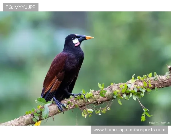 乌鸦防线表现完美，对手几乎无解，乌鸦攻击什么