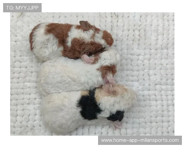 运动员“萌宠助威”集锦：赛场上的萌萌宠物！